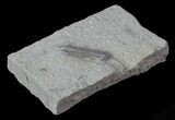 Bargain, Pachylocrinus Crinoid Fossil - Crawfordsville, Indiana #68503-2